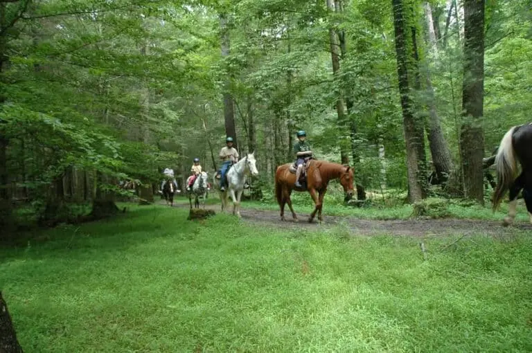 7 Best Horseback Riding in Smoky Mountains (2023 Update)