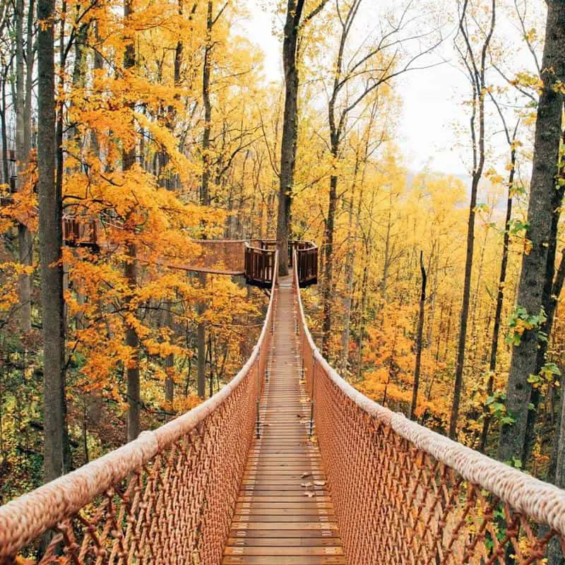 Treetop skywalk