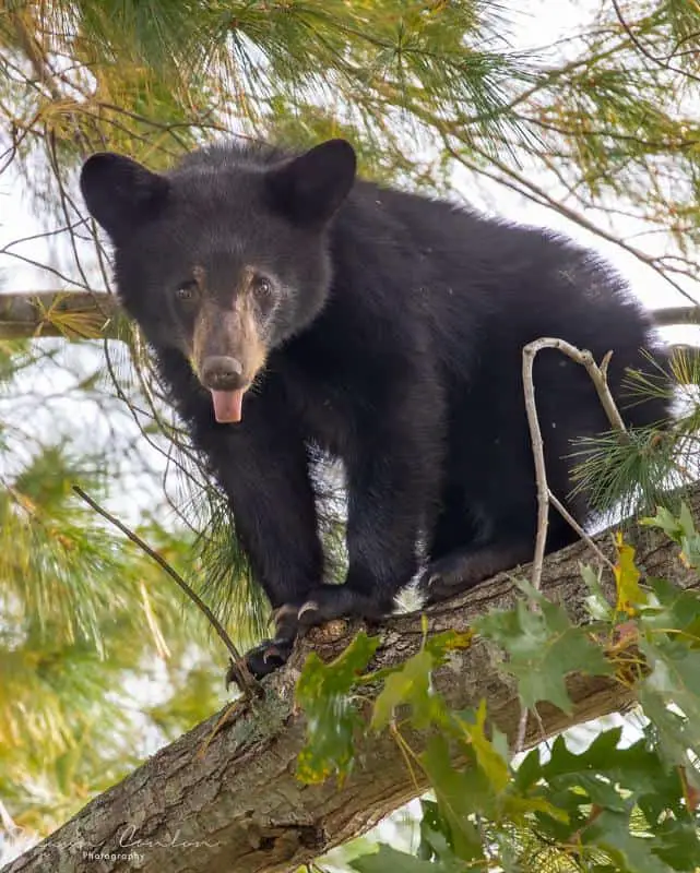 Black Bear in Cades Cove