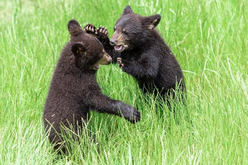 Black Bears Smoky Mountains