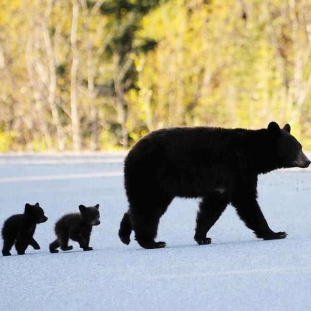 How common are bear attacks in Smoky Mountains