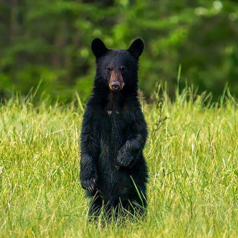 What Do You Do If You See A Black Bear