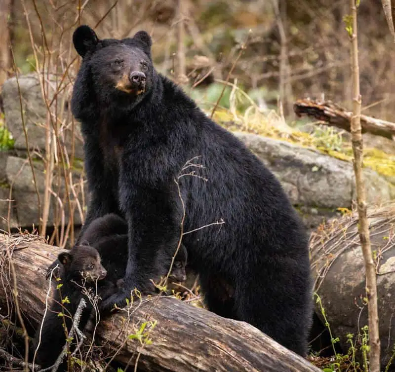 What Kind Of Bears Are In The Smoky Mountains