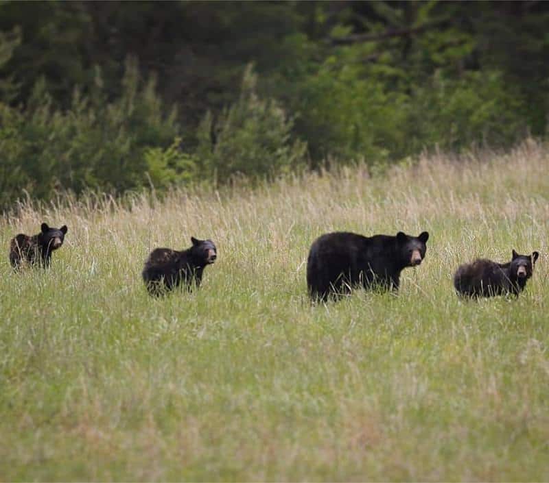 What To Do Is A Bear Approaches You