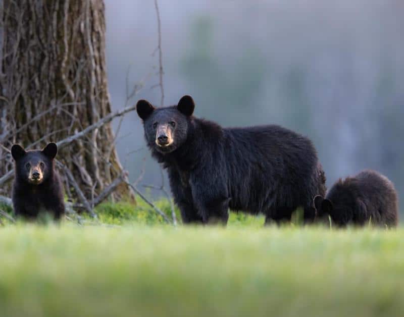 Black Bears