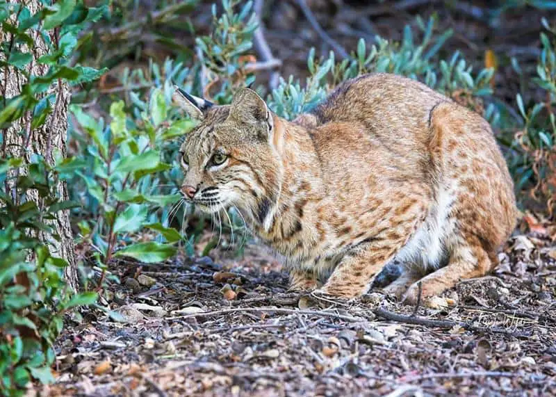 Bobcats