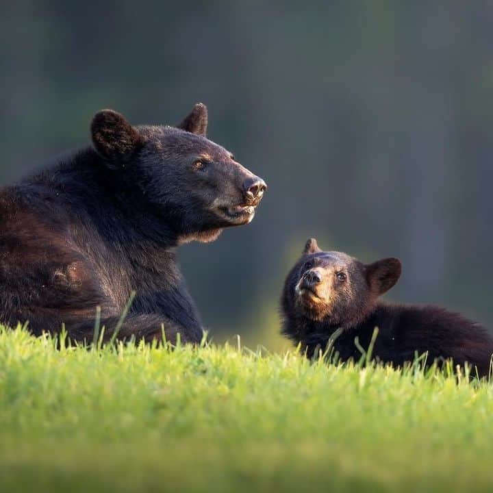 Common Animals Found in the Great Smoky Mountains