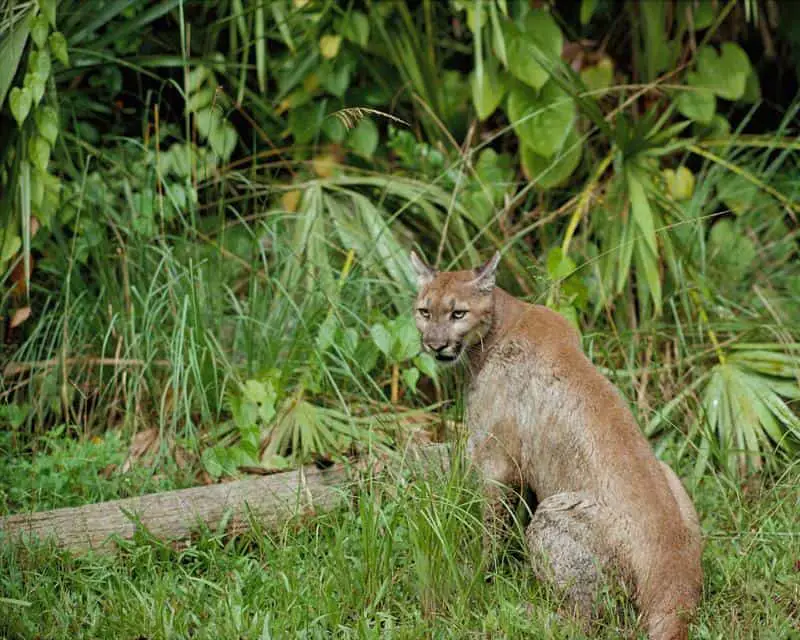 Eastern Cougars