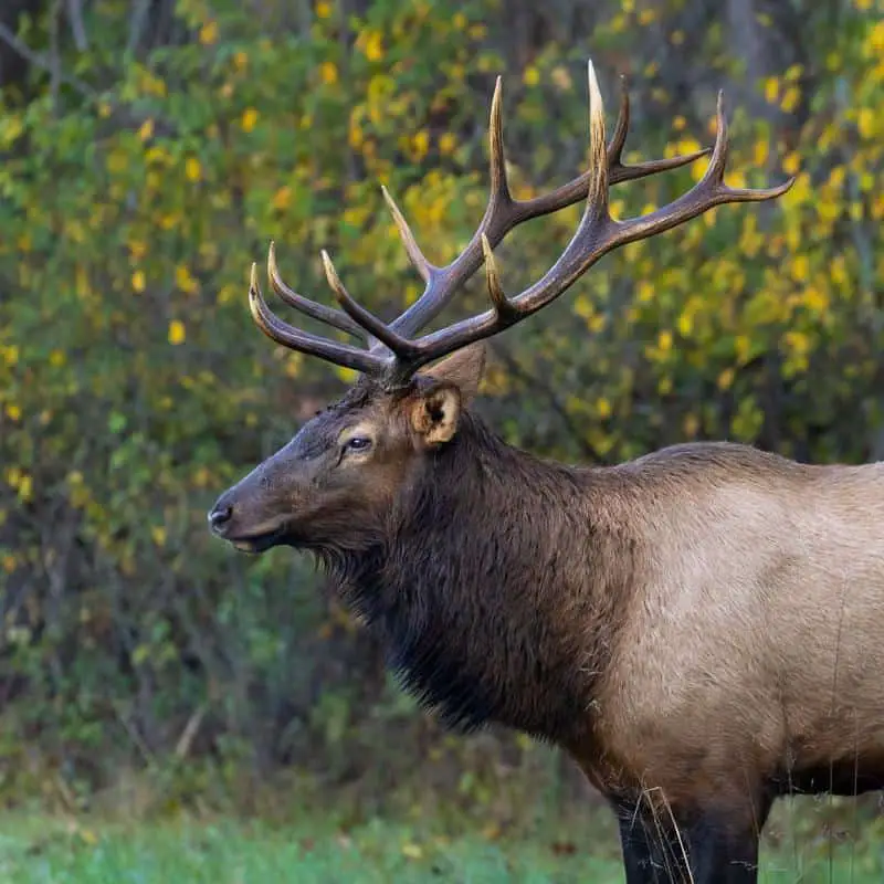 Elk