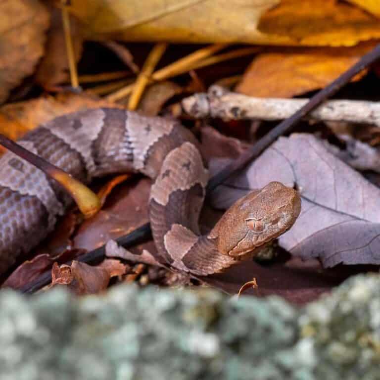 11 Common Animals in the Great Smoky Mountains
