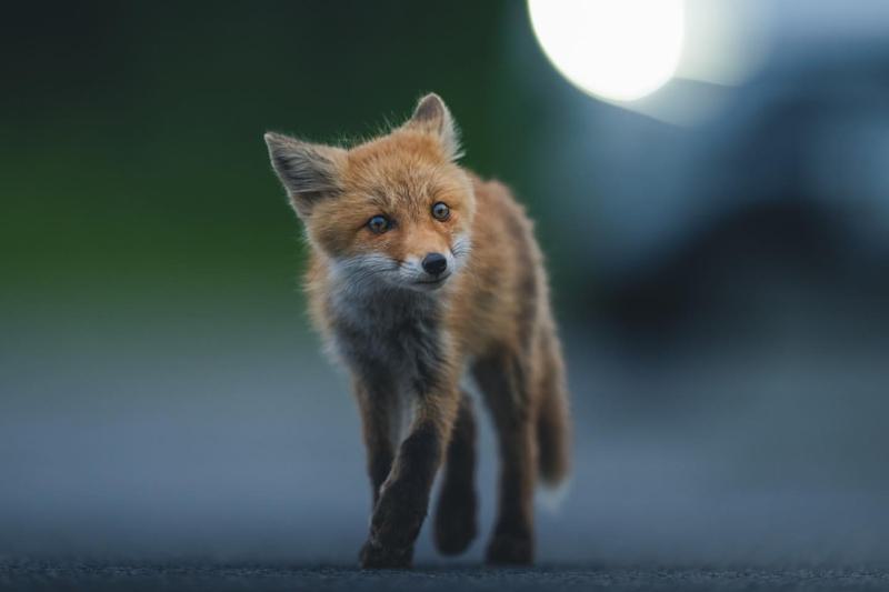 Red and Gray Foxes