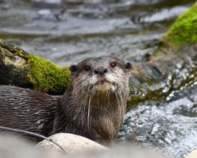 11 Common Animals in the Great Smoky Mountains