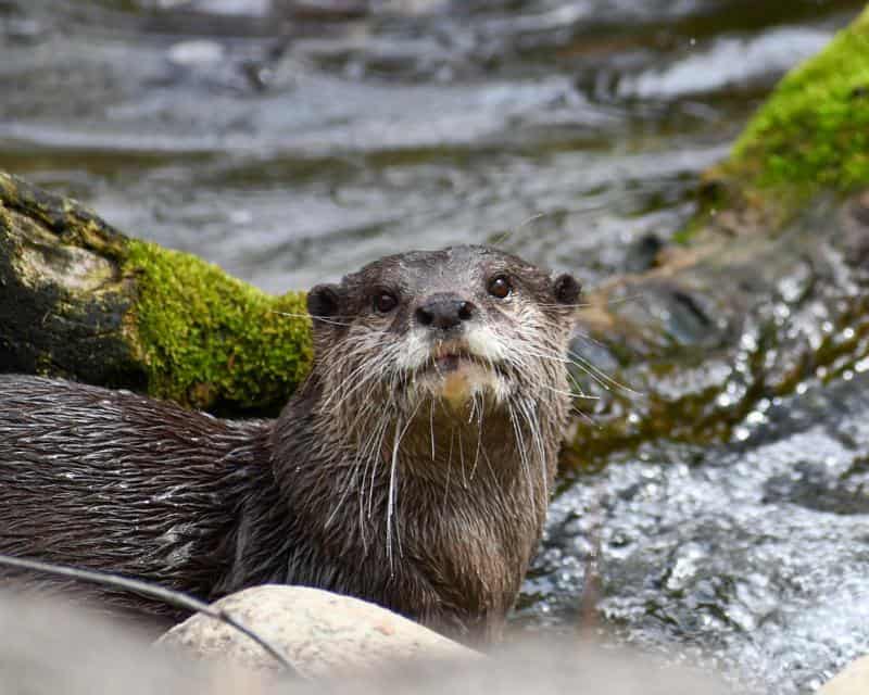 The North American River Otter