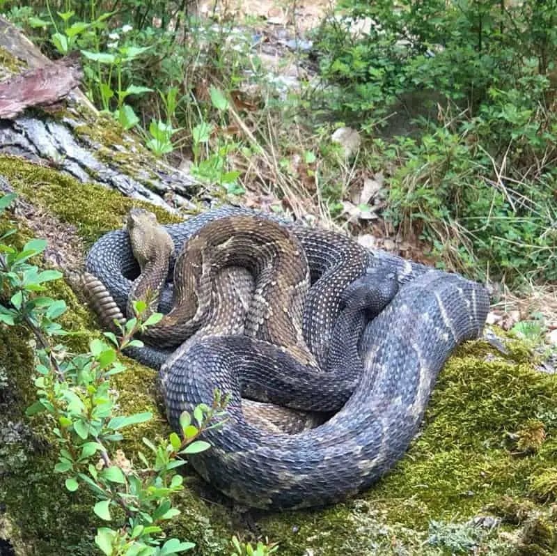 Timber Rattlesnakes