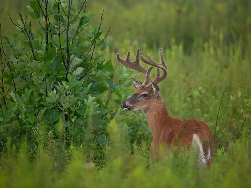 White-tailed Deer 1