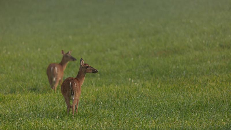 White-tailed Deer 2